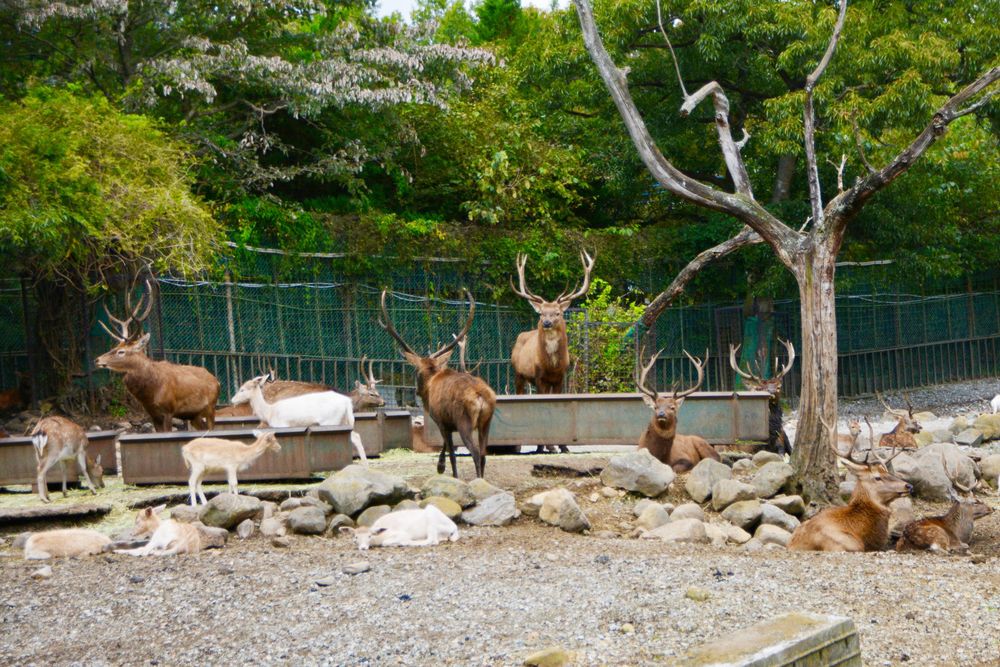 那須サファリパークの画像 - 3枚目