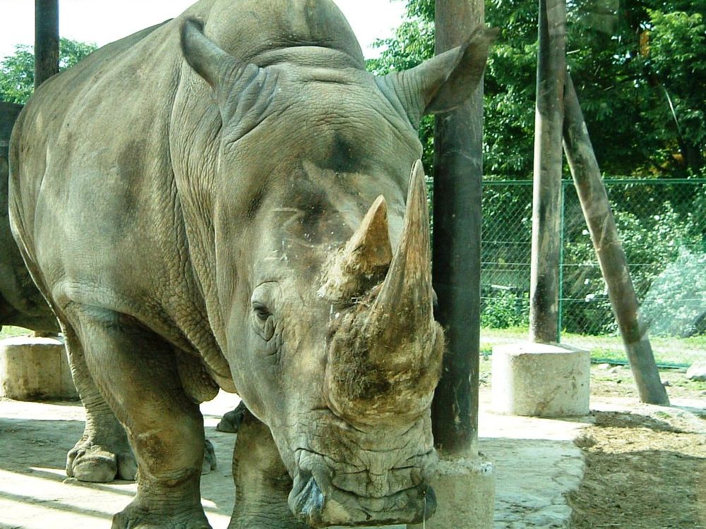 那須サファリパークの画像 - 4枚目