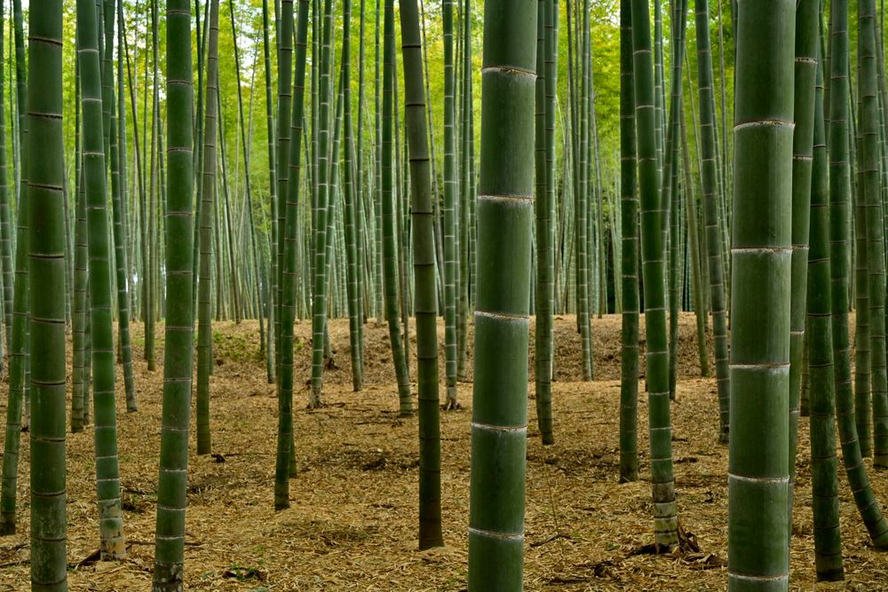 若竹の杜 若山農場の画像 - 2枚目
