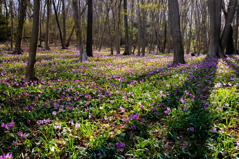 みかも山公園の画像 - 5枚目