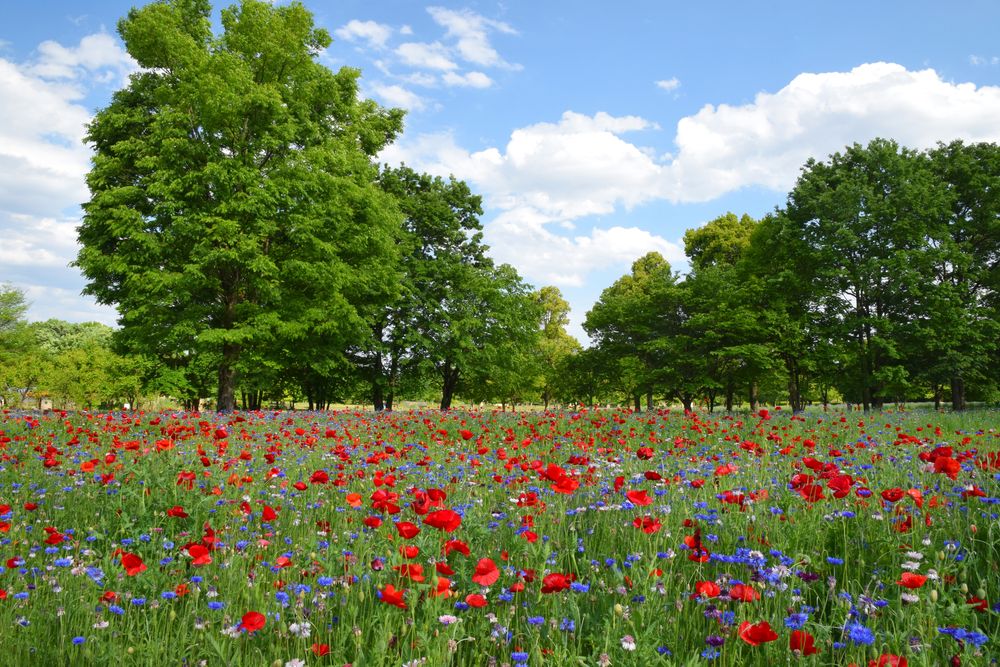 とちぎわんぱく公園の画像 - 2枚目