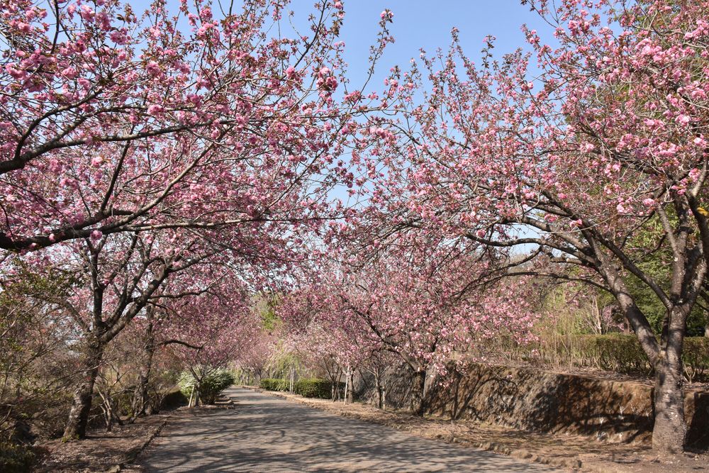 天平の丘公園の画像 - 4枚目