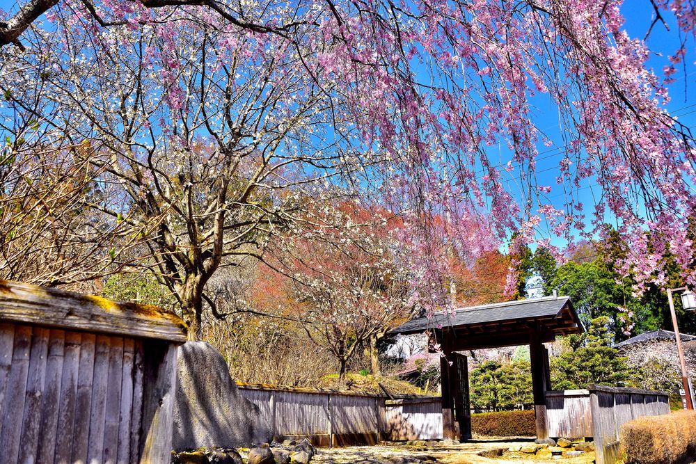 黒羽城址公園の画像 - 5枚目