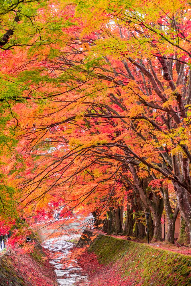 河口湖もみじ回廊の画像 - 2枚目