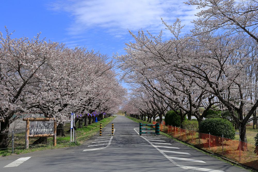 藤岡渡良瀬運動公園の画像 - 5枚目