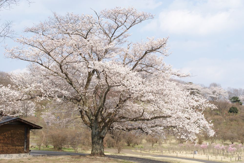 長峰公園の画像 - 2枚目