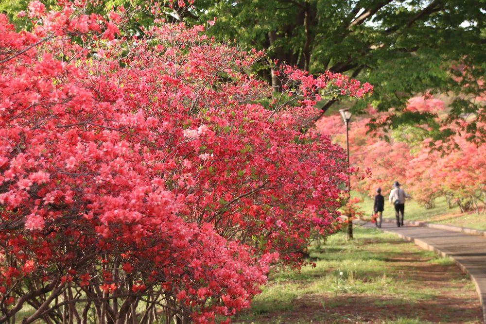 長峰公園の画像 - 4枚目