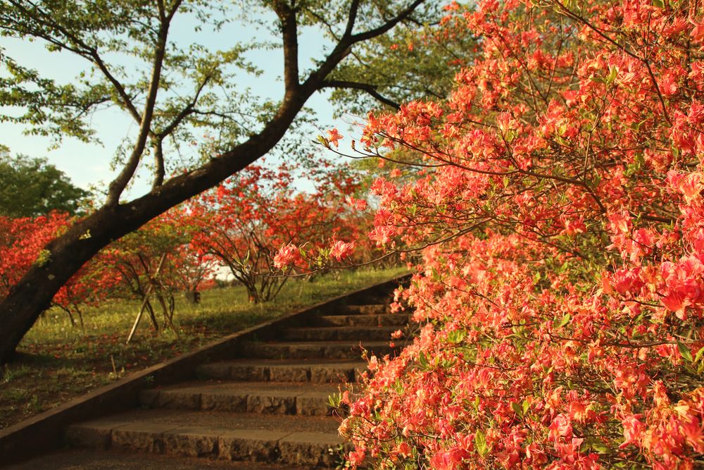 長峰公園の画像 - 5枚目