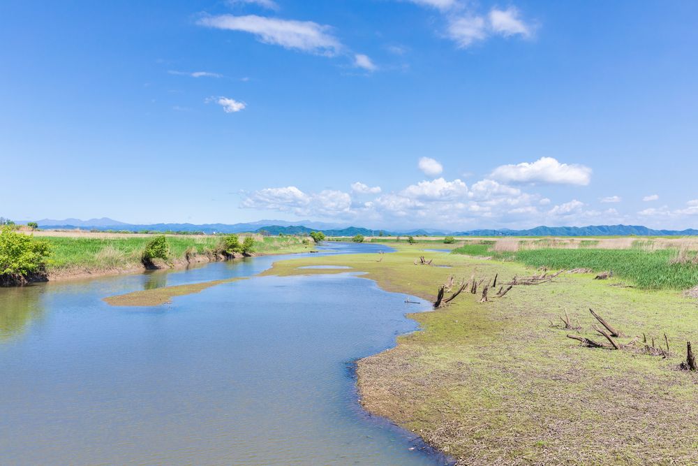 渡良瀬遊水地の画像 - 2枚目