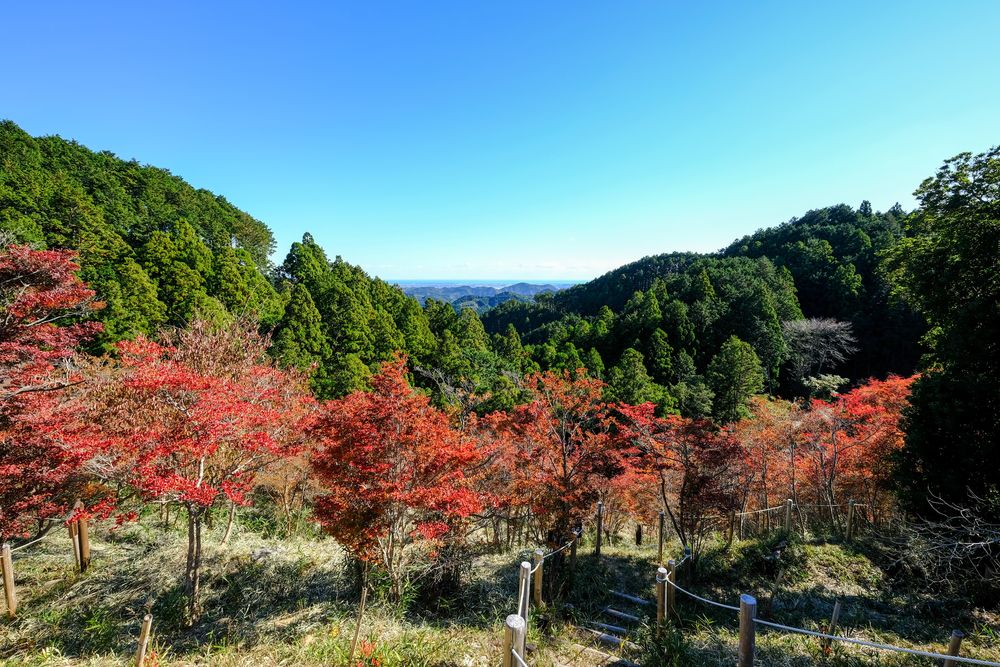 どうだん原