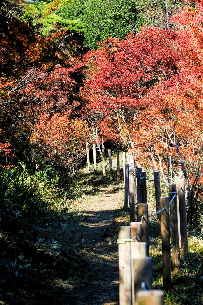 どうだん原の画像 - 5枚目