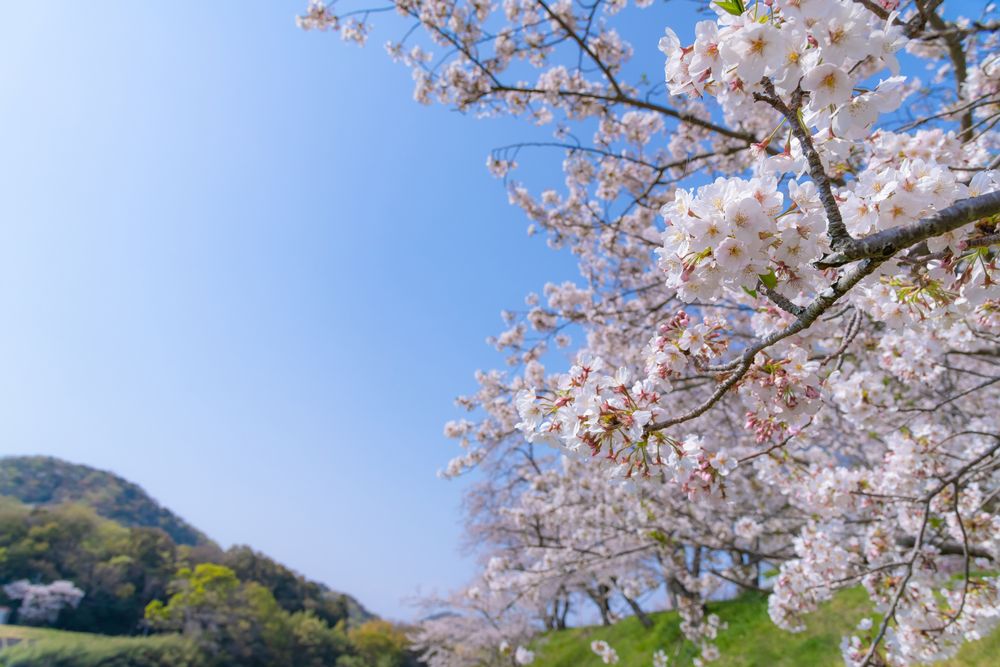 狩野川さくら公園の画像 - 2枚目