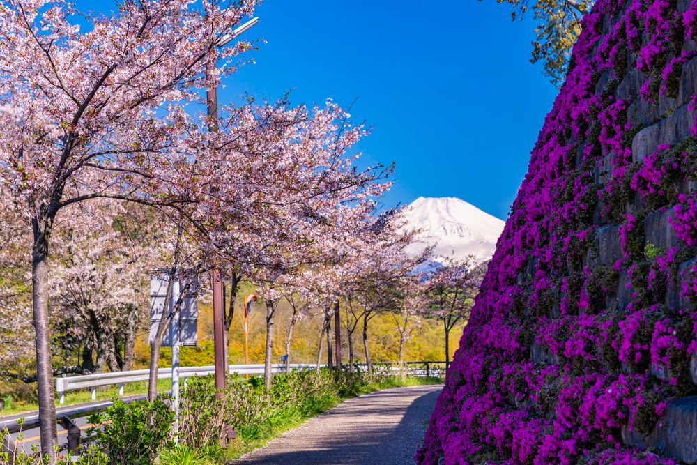 狩野川さくら公園の画像 - 3枚目