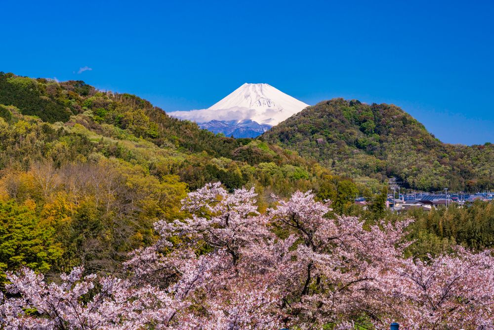 狩野川さくら公園の画像 - 4枚目