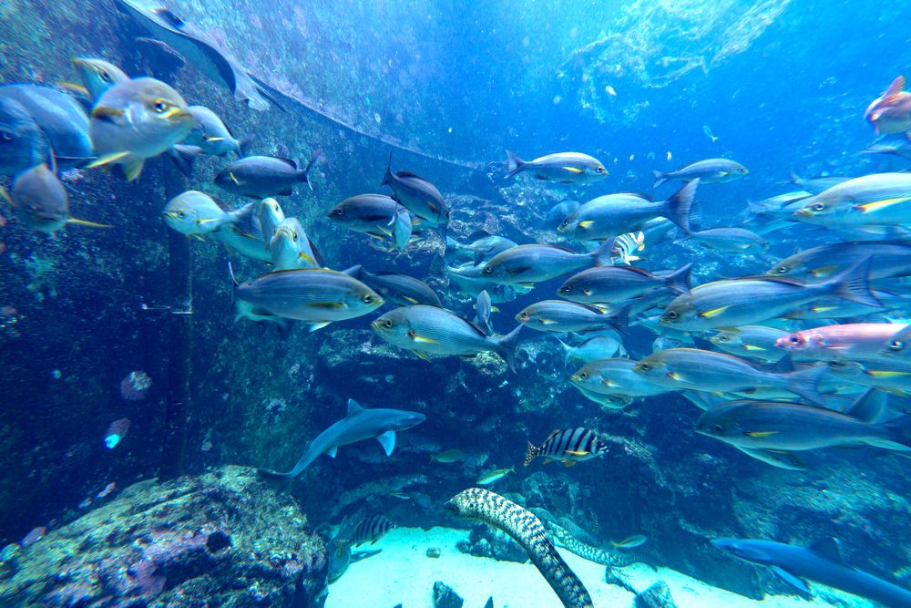 下田海中水族館】の周辺スポット・アクセス・口コミ - Prism Japan