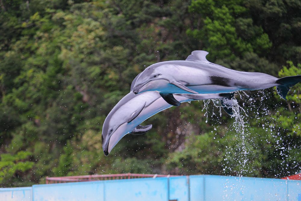 下田海中水族館の画像 - 4枚目