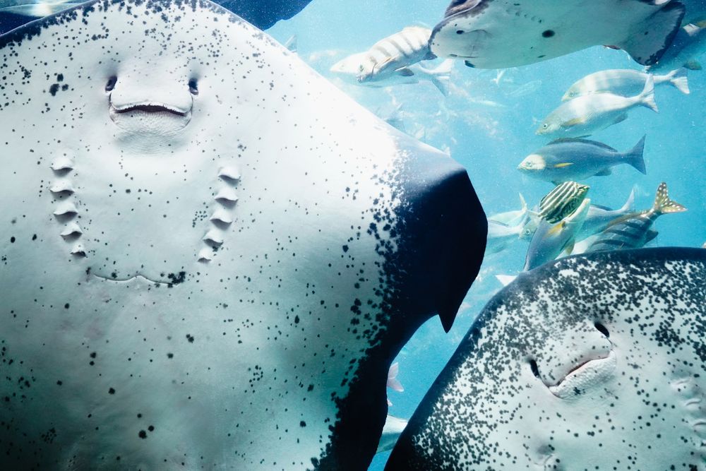 下田海中水族館の画像 - 5枚目