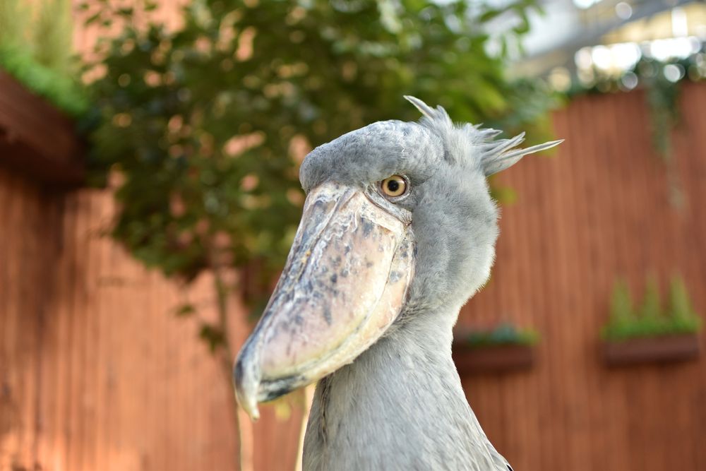 掛川花鳥園