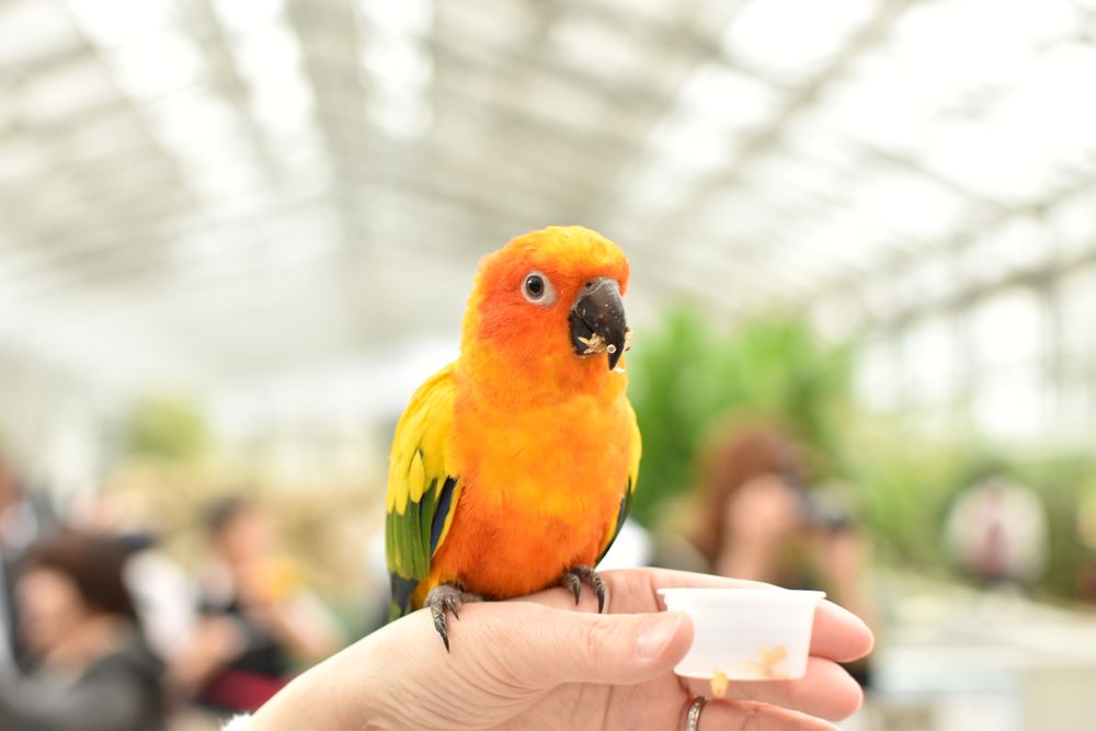 掛川花鳥園の画像 - 3枚目