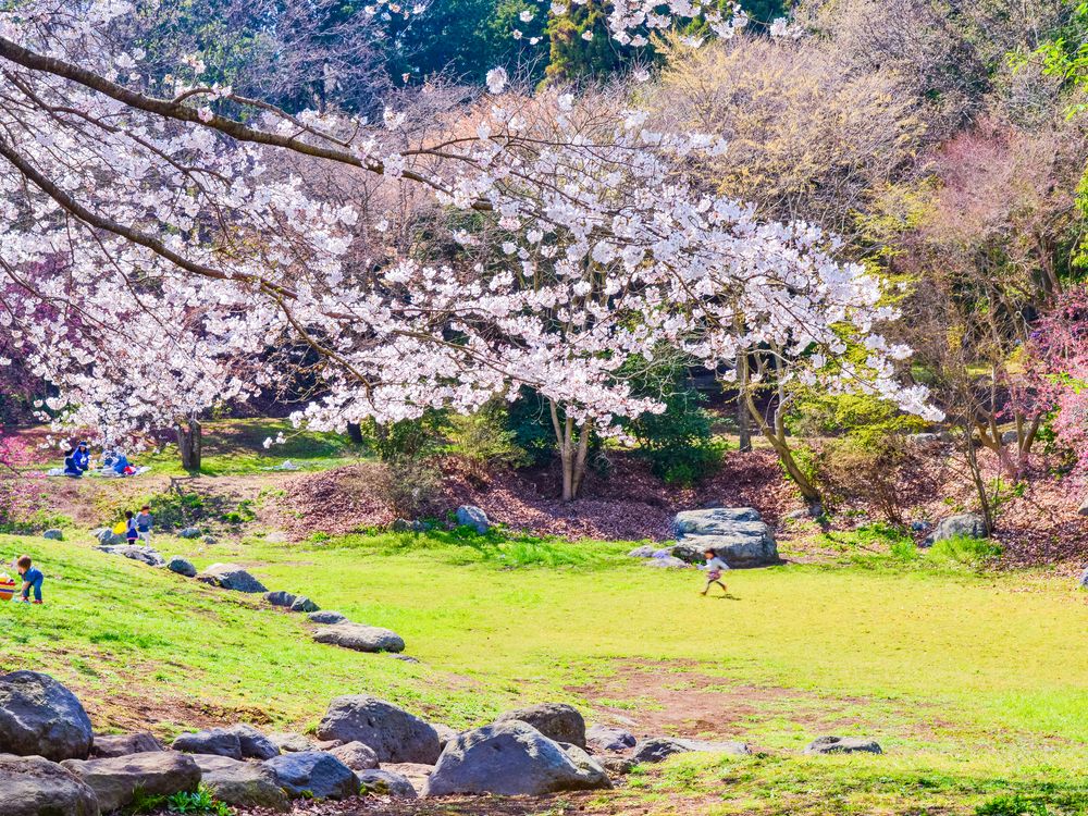 岩本 販売 山 公園 バス