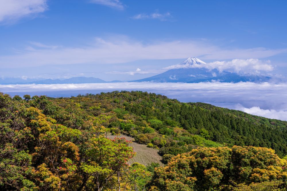 金冠山の画像 - 3枚目