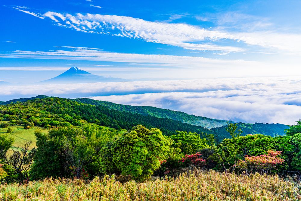 金冠山の画像 - 5枚目