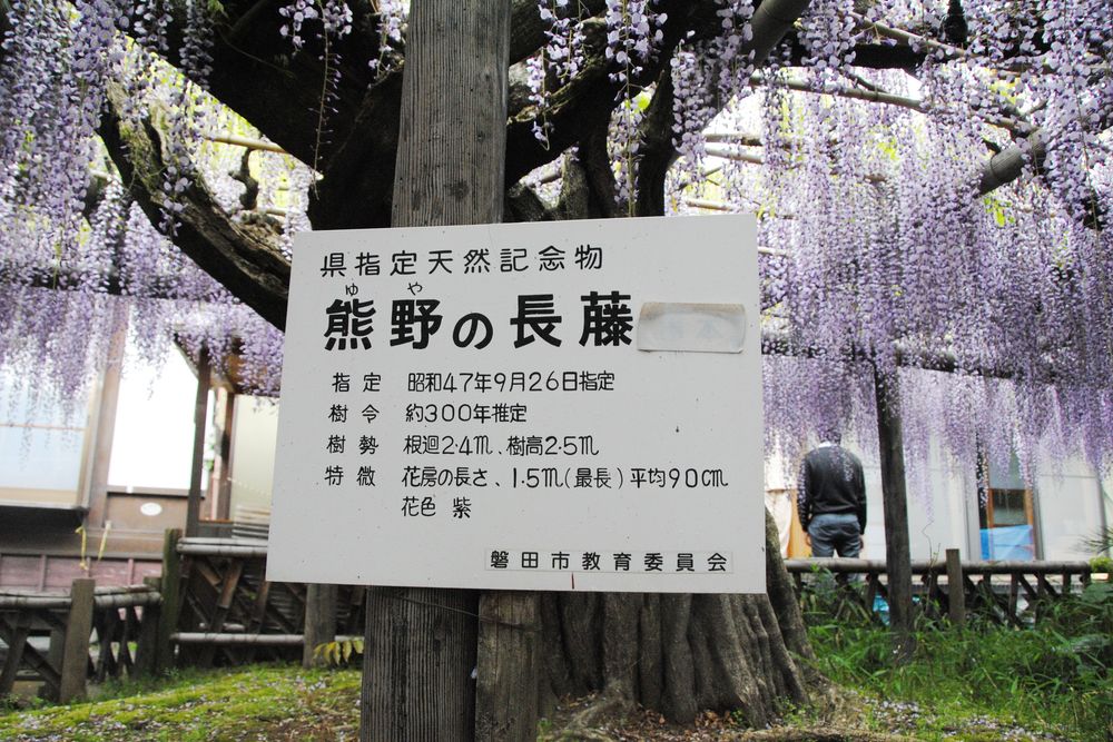 熊野の長フジの画像 - 3枚目
