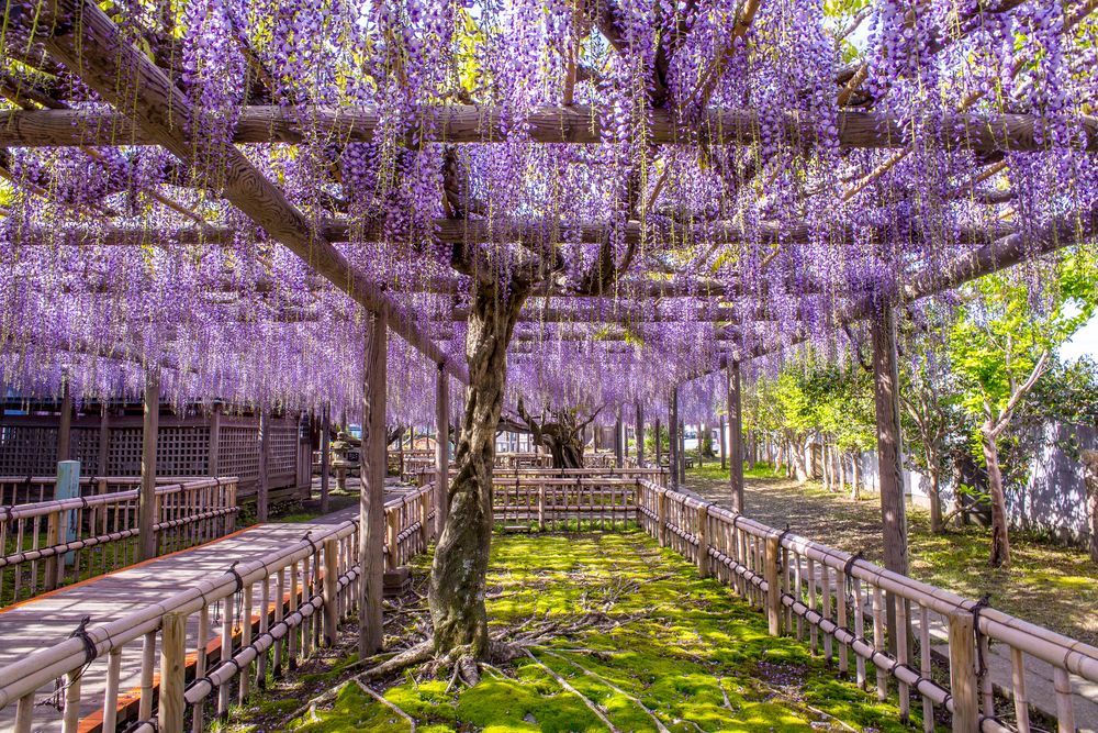 月瀬の大杉】の周辺スポット・アクセス・口コミ - Prism Japan