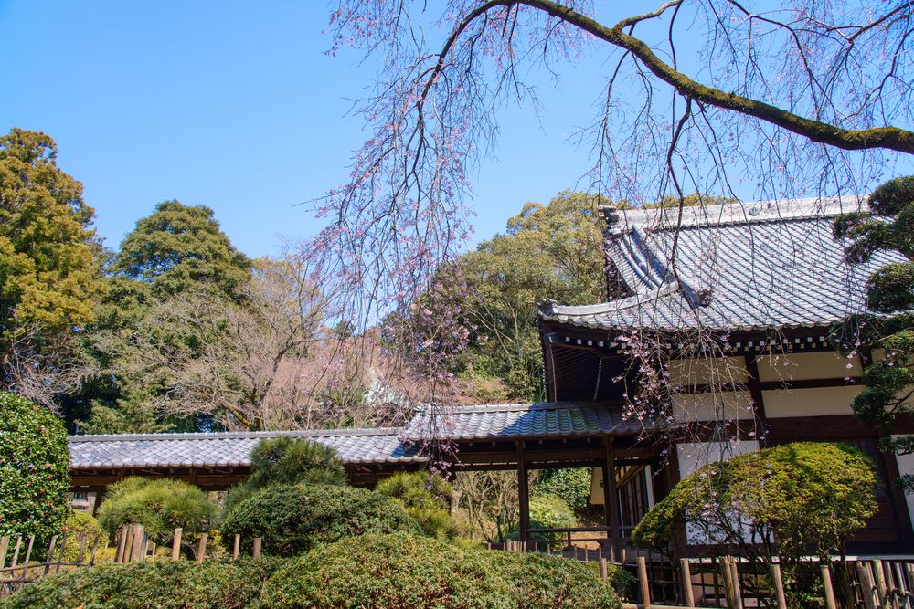 光長寺の画像 - 2枚目