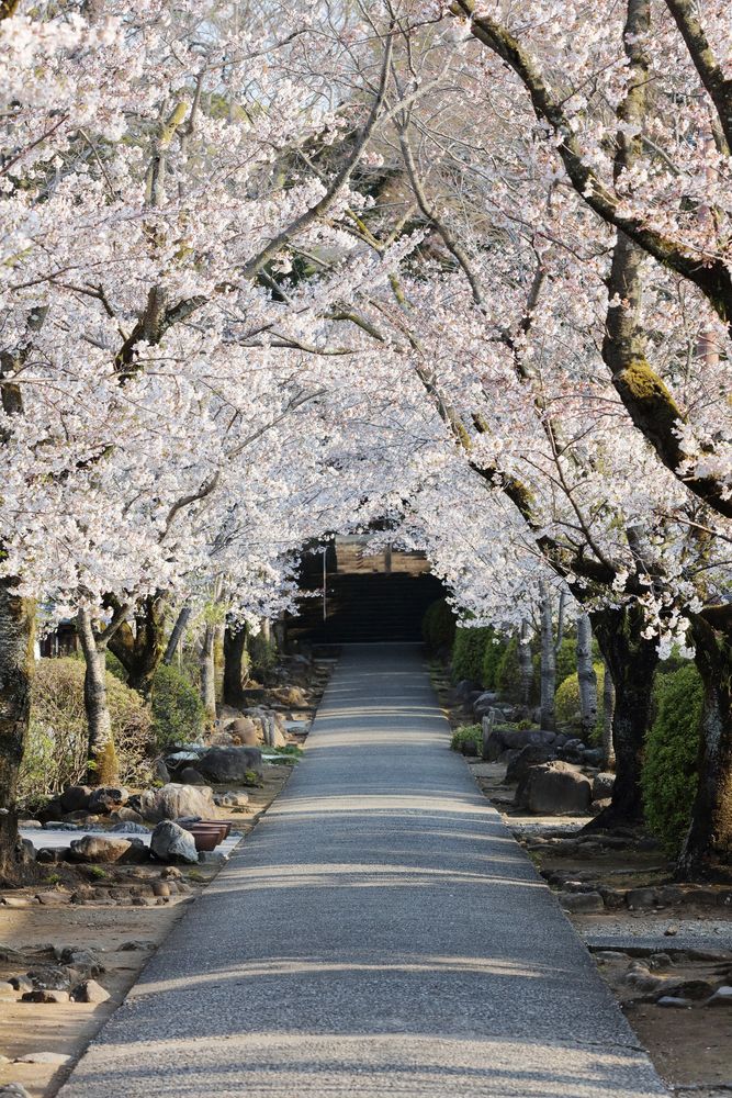 光長寺の画像 - 3枚目