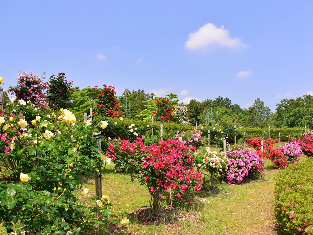 広見公園の画像 - 2枚目