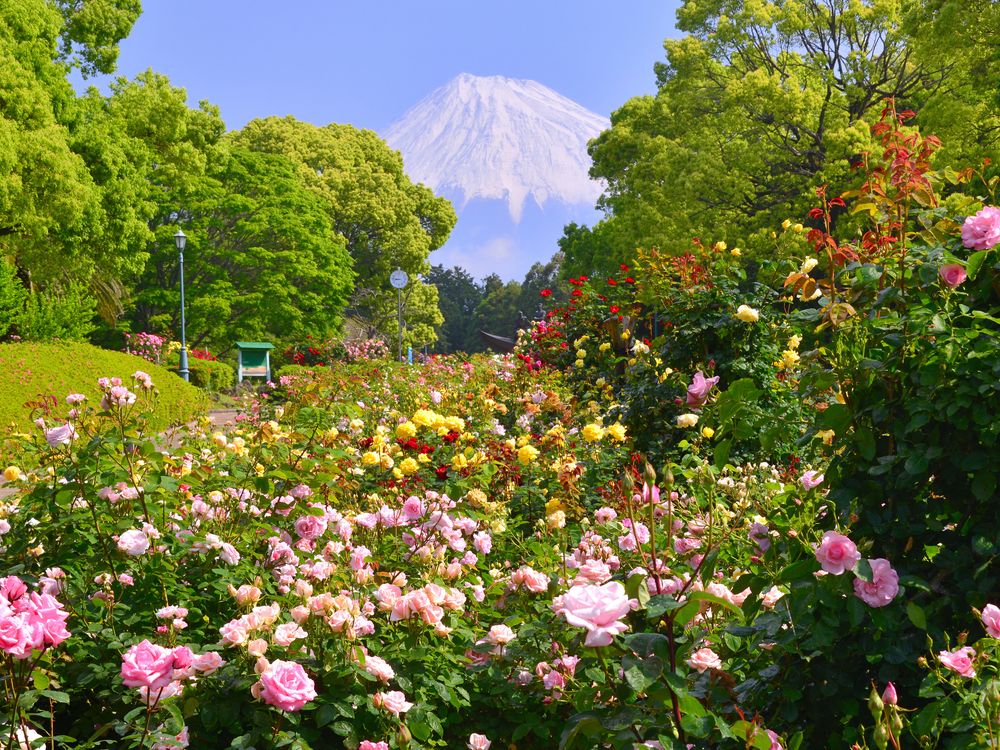 広見公園の画像 - 3枚目