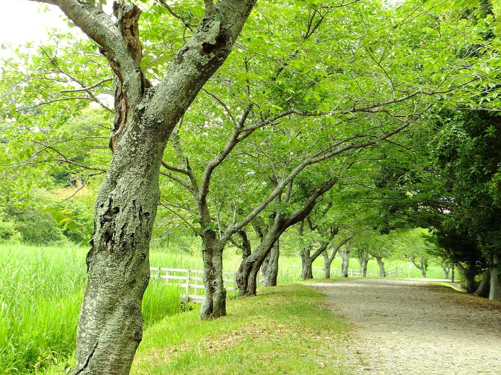 佐鳴湖公園の画像 - 2枚目