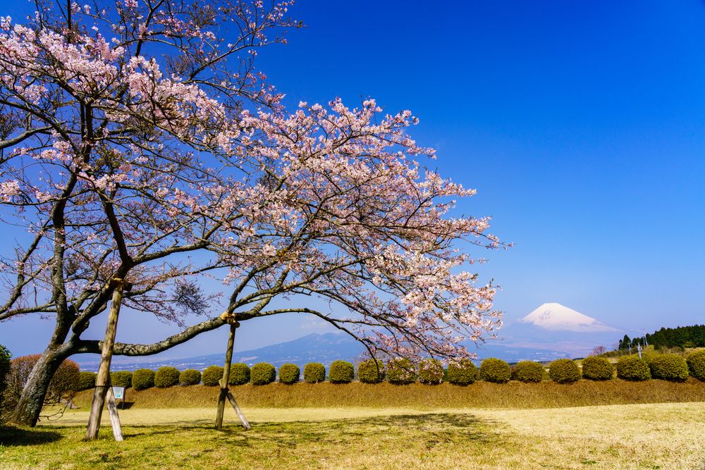 山中城跡の画像 - 2枚目