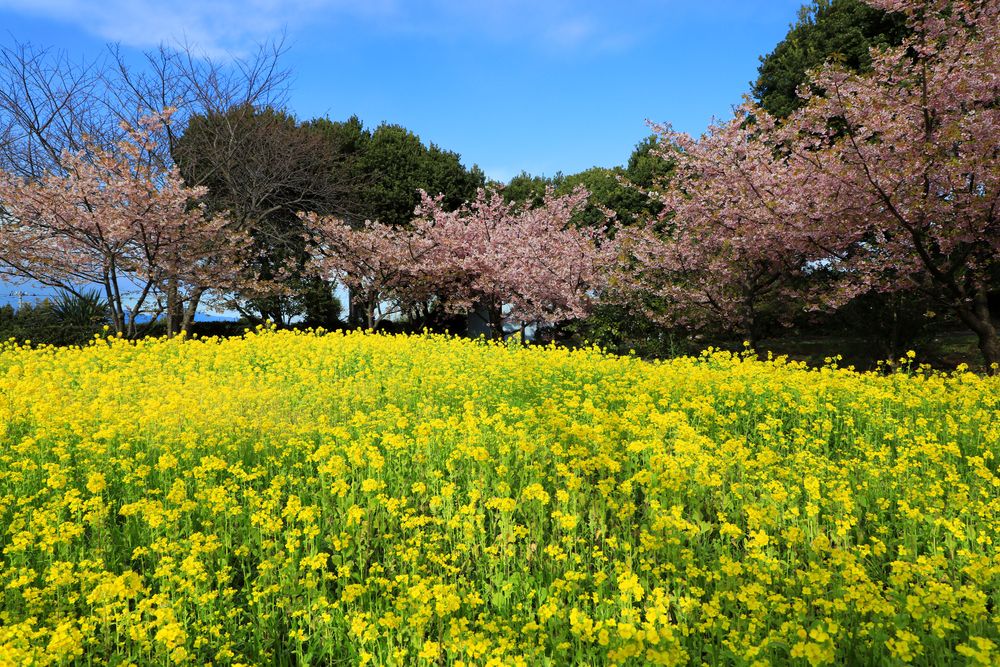 初島の画像 - 3枚目
