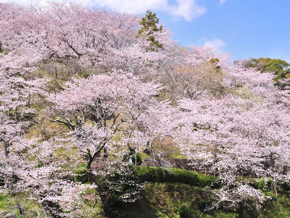 清水船越堤公園の画像 - 3枚目