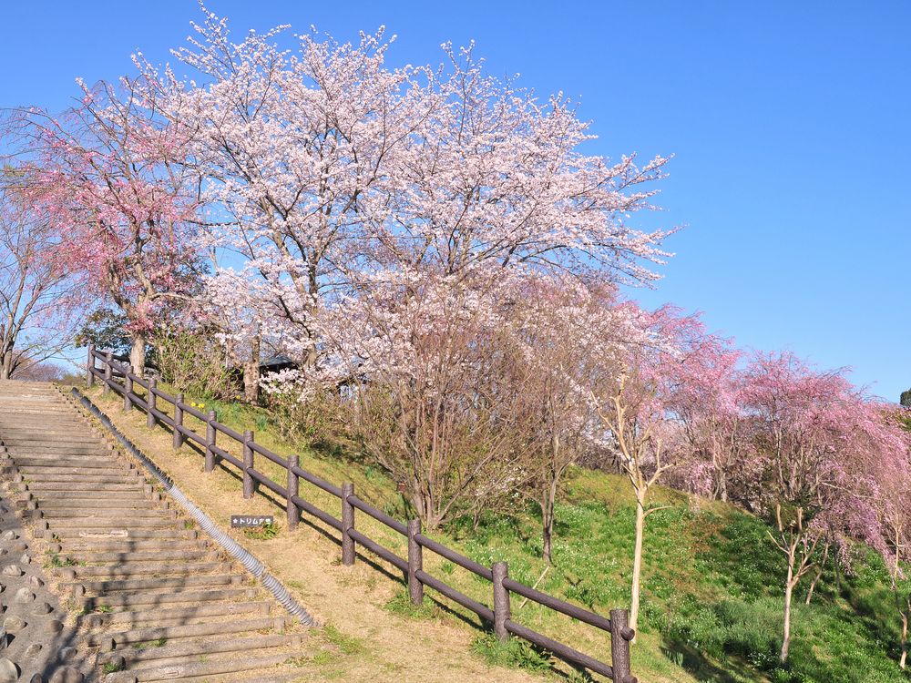 清水船越堤公園の画像 - 4枚目