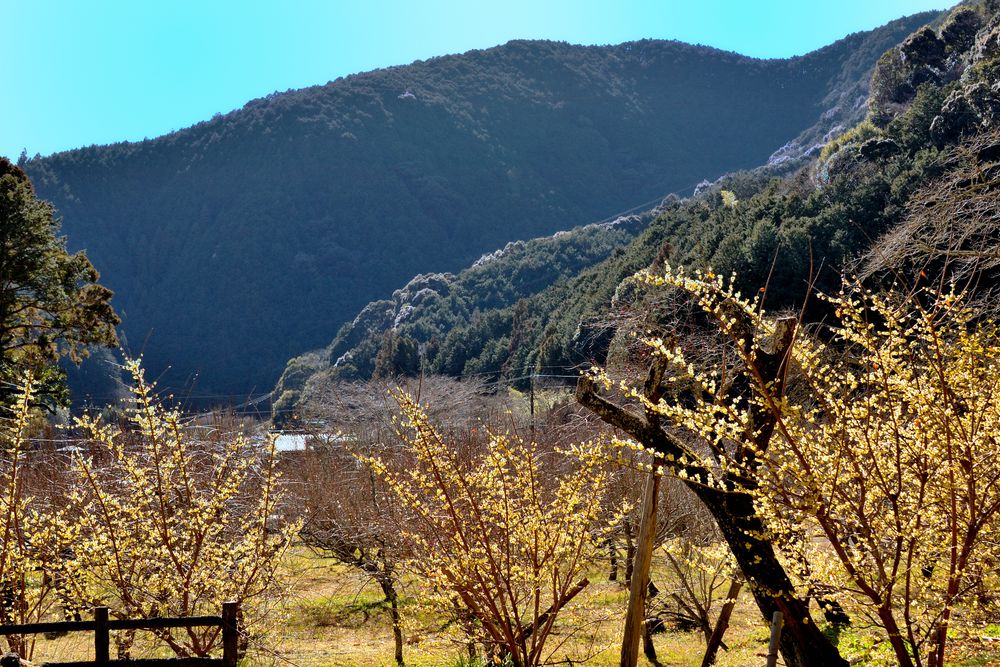 洞慶院の画像 - 4枚目