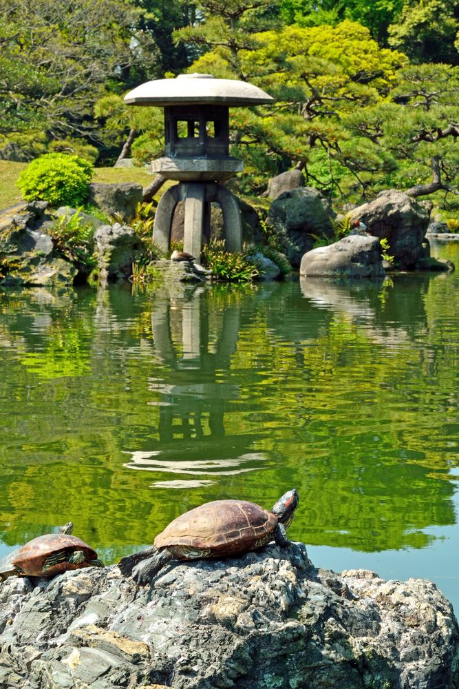 清澄庭園の画像 - 2枚目