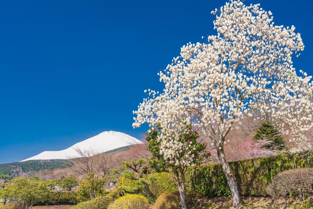 冨士霊園の画像 - 4枚目