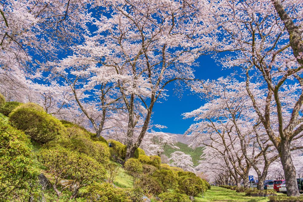 冨士霊園の画像 - 5枚目