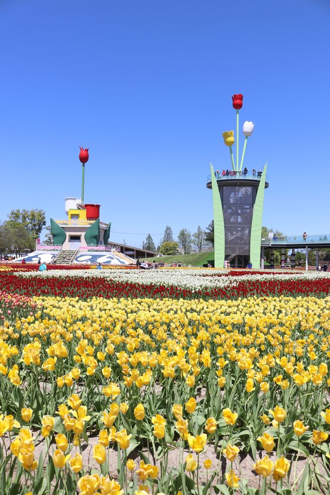 砺波チューリップ公園
