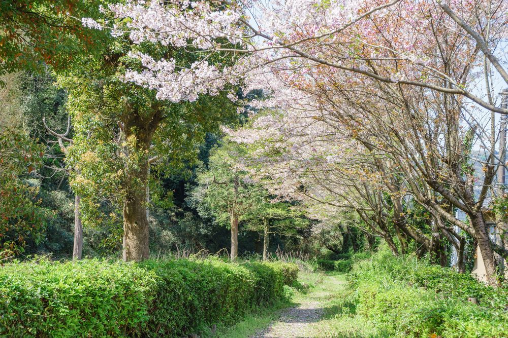 本城山公園の画像 - 4枚目