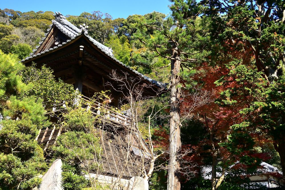 臨濟寺の画像 - 5枚目