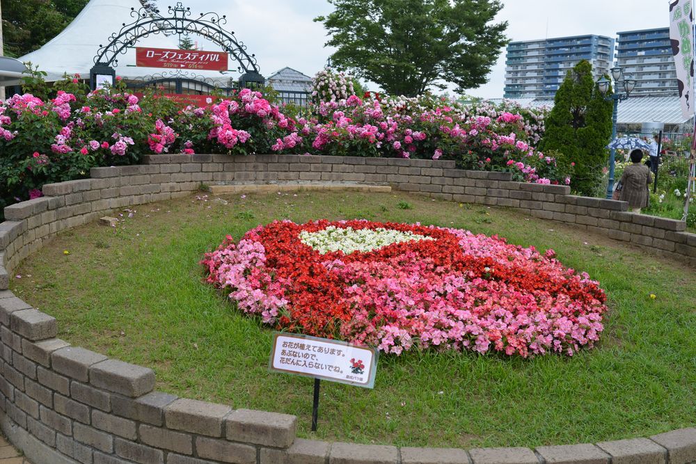 京成バラ園の画像 - 7枚目