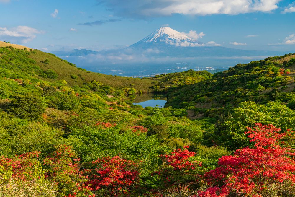 玄岳の画像 - 2枚目