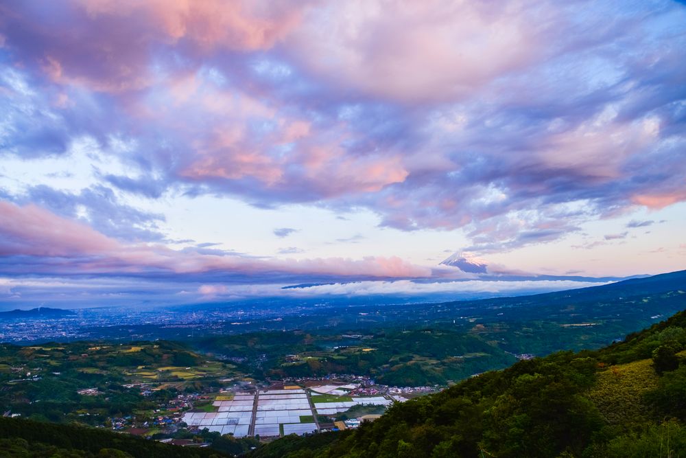 玄岳の画像 - 3枚目