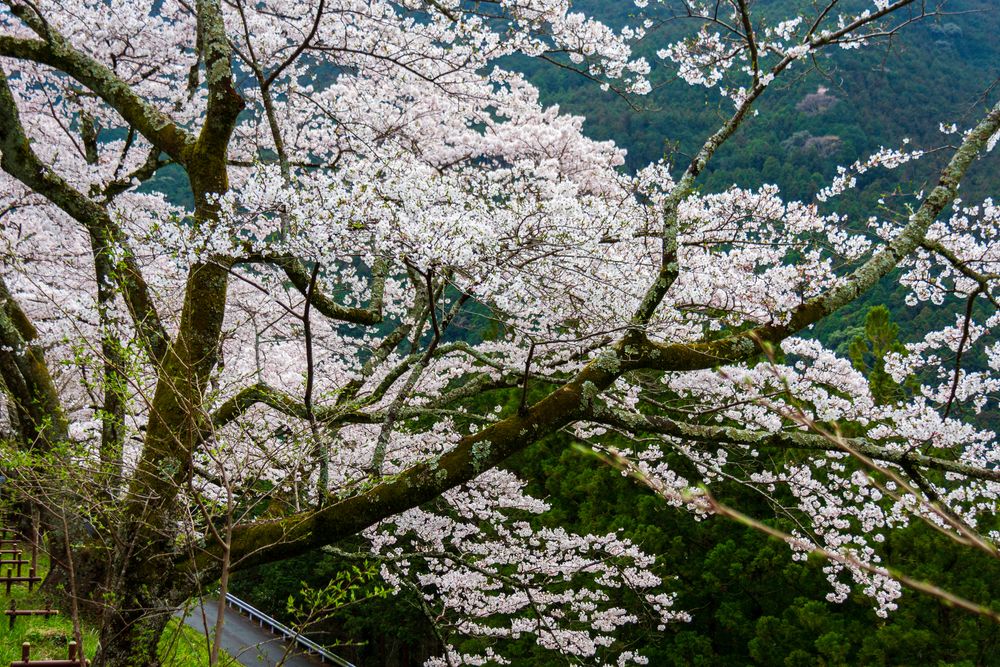 秋葉湖の画像 - 4枚目