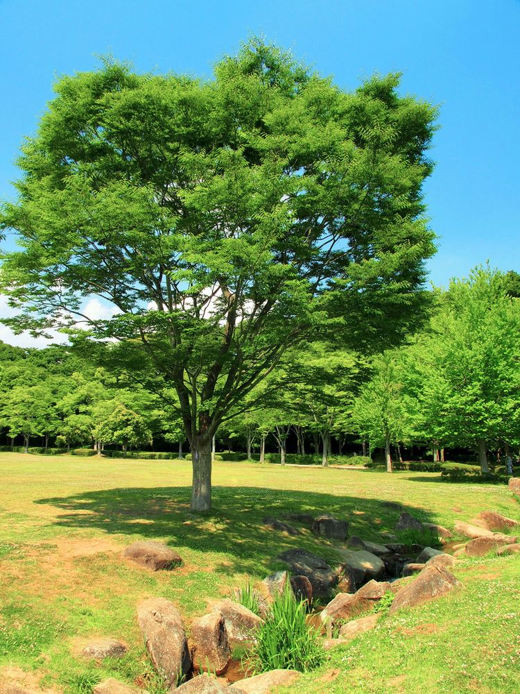 21世紀の森と広場の画像 - 4枚目