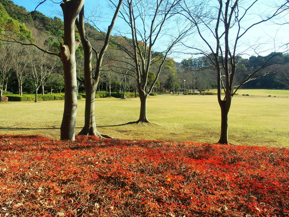 21世紀の森と広場の画像 - 5枚目
